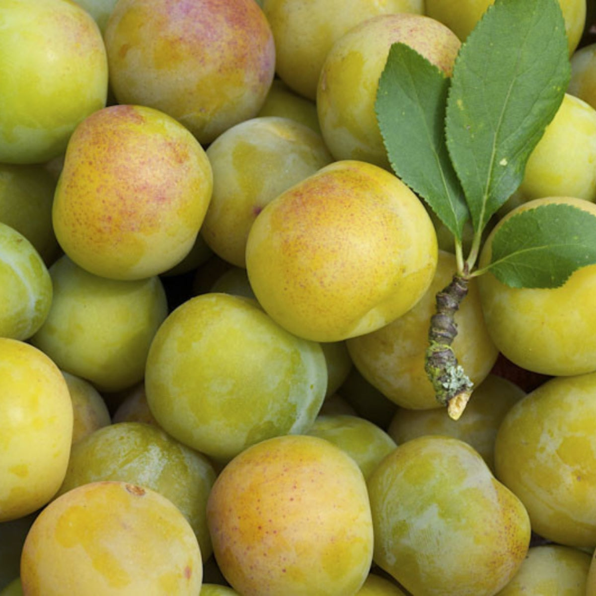 Green June and Green Plums: Sour Plum Snacks Arrive!