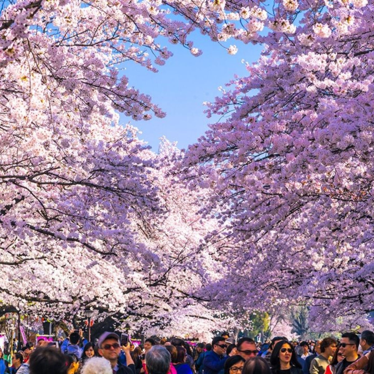Picnicking Under the Cherry Blossoms - Food and Friends in Spring