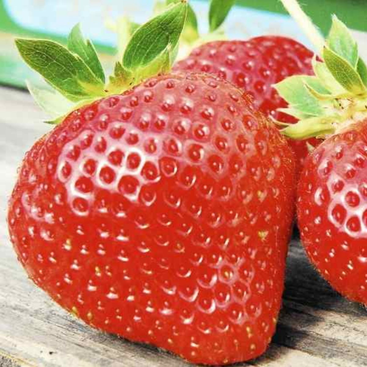Spring and Strawberries - Japanese Strawberry Varieties and their Impact on Spring Snacks!
